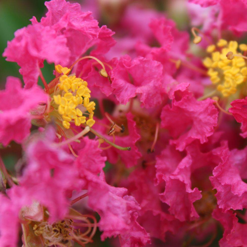 Lilas des Indes Bergerac® - Image 3