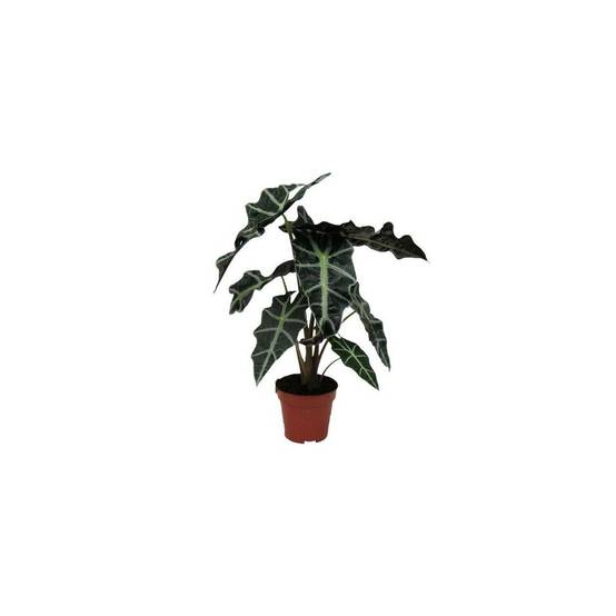ALOCASIA amazonica 'Polly' - Image 3