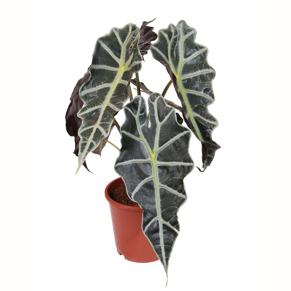 ALOCASIA amazonica 'Polly' - Image 1