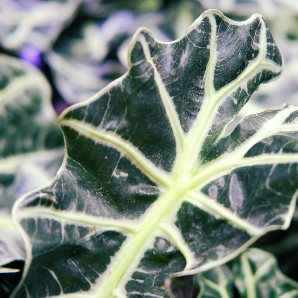 ALOCASIA amazonica 'Polly' - Image 4