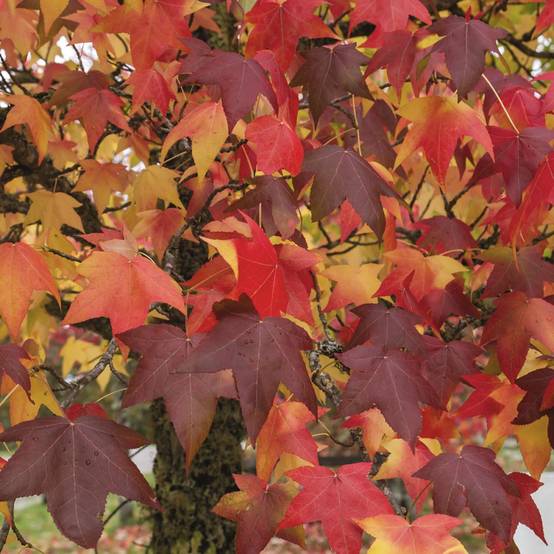 Liquidambar - Copalme d'Amérique - Image 1