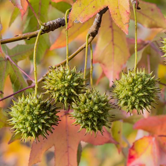 Liquidambar - Copalme d'Amérique - Image 2