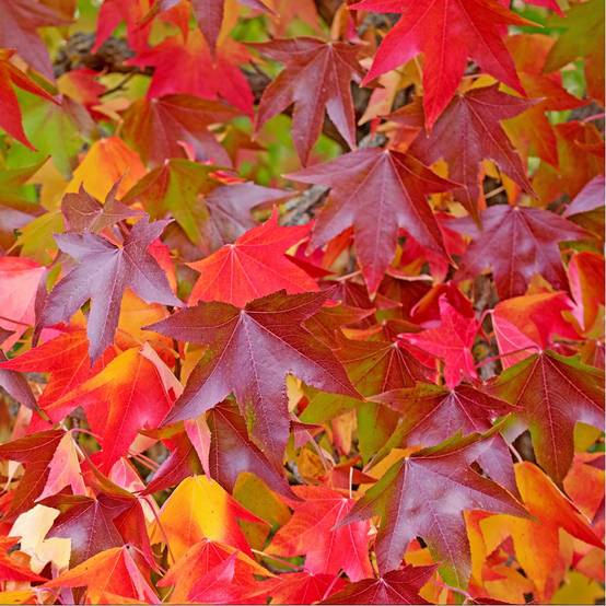 Liquidambar - Copalme d'Amérique - Image 6