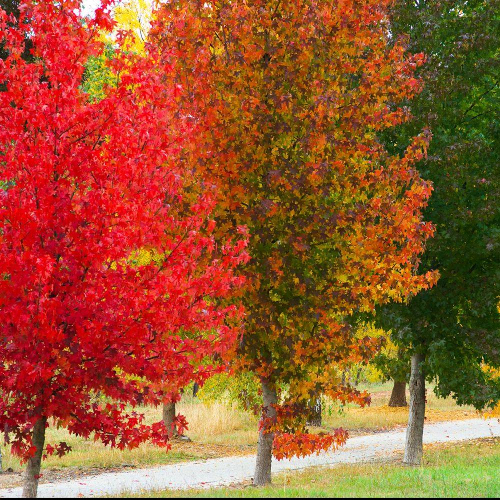 Liquidambar - Copalme d'Amérique - Image 4