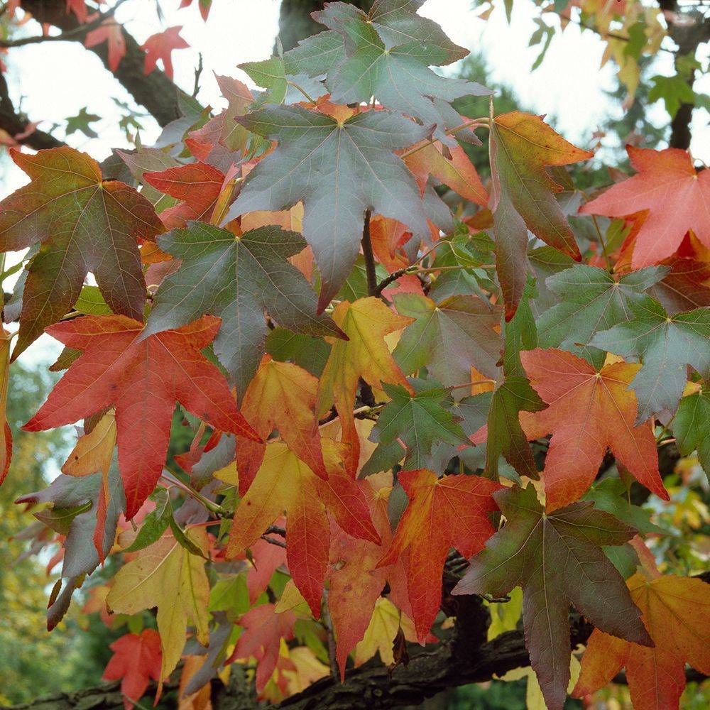 Liquidambar - Copalme d'Amérique - Image 5