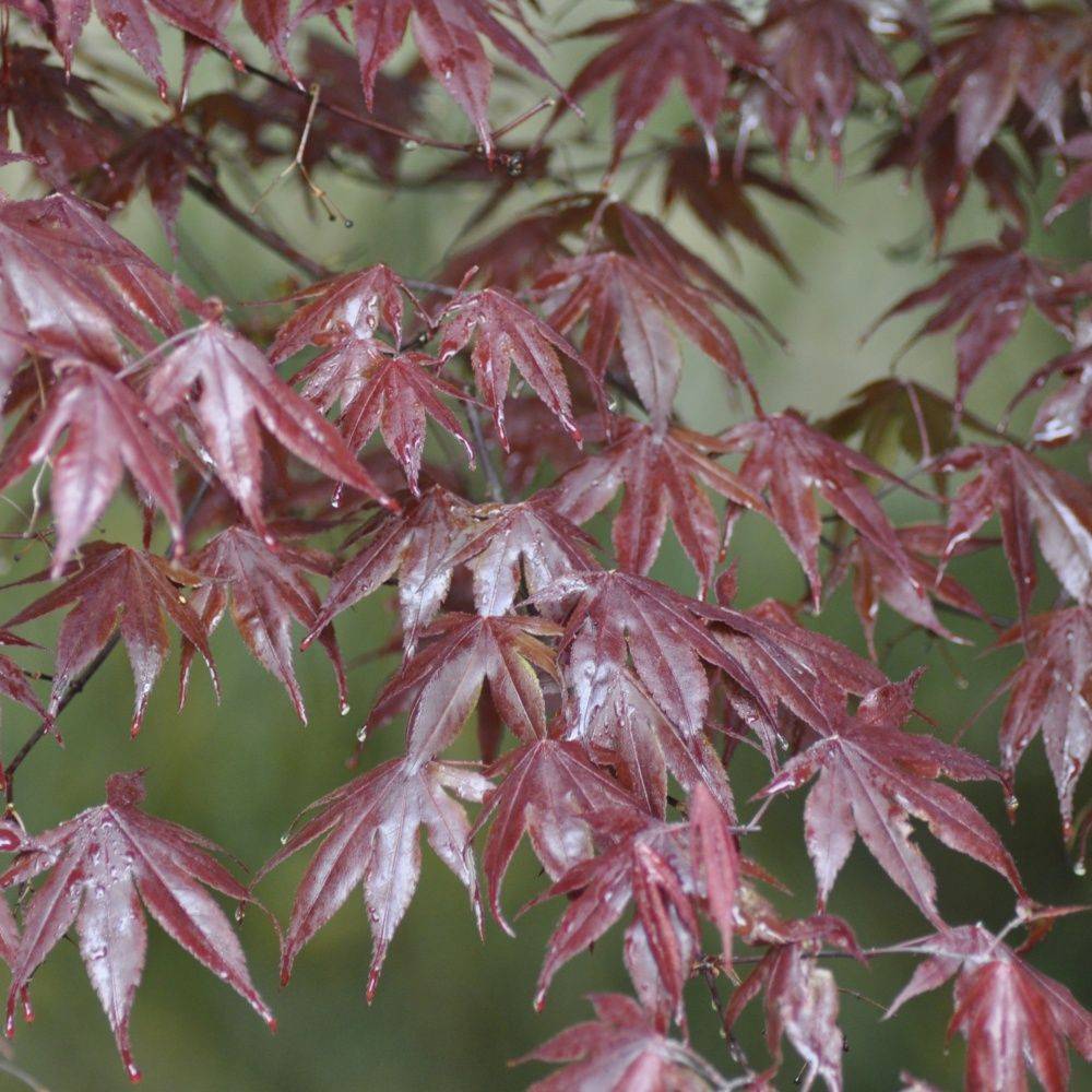 Erable du Japon 'Bloodgood' - Image 4