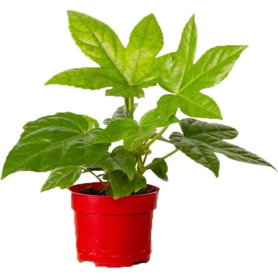 Aralia du Japon - Fatsia japonica - Image 1