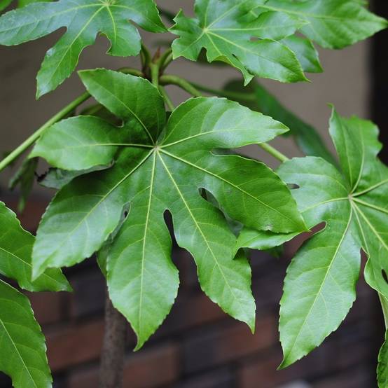 Aralia du Japon - Fatsia japonica - Image 2