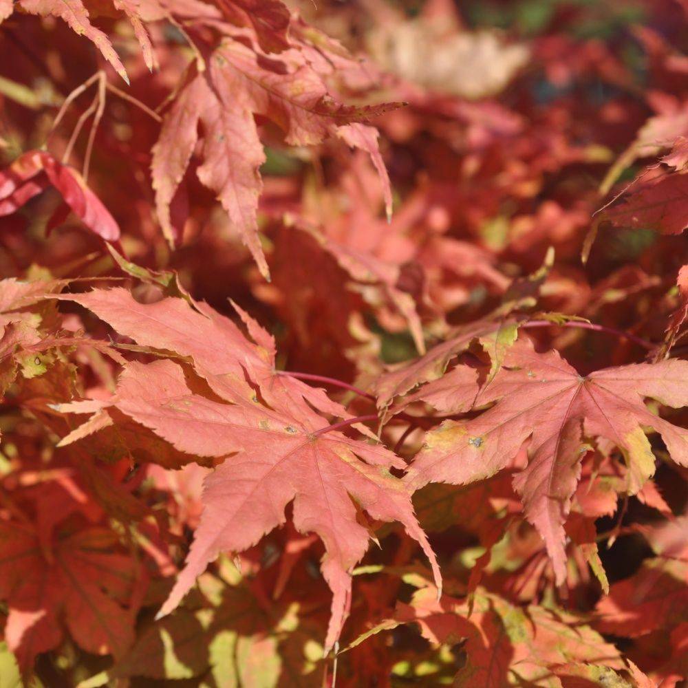 Erable du Japon 'Reticulatum Red'