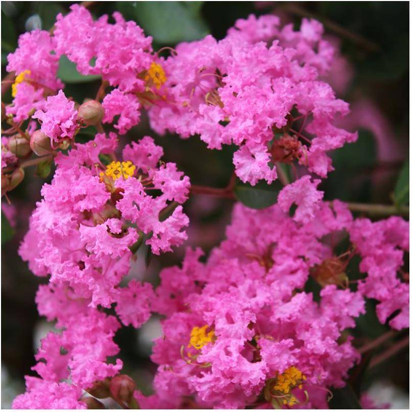 Lilas des Indes Jacqueline Desmartis® - Image 4
