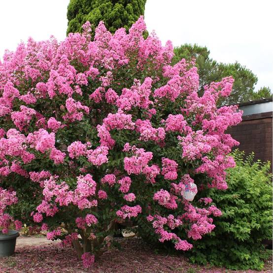 Lilas des Indes Jacqueline Desmartis® - Image 6