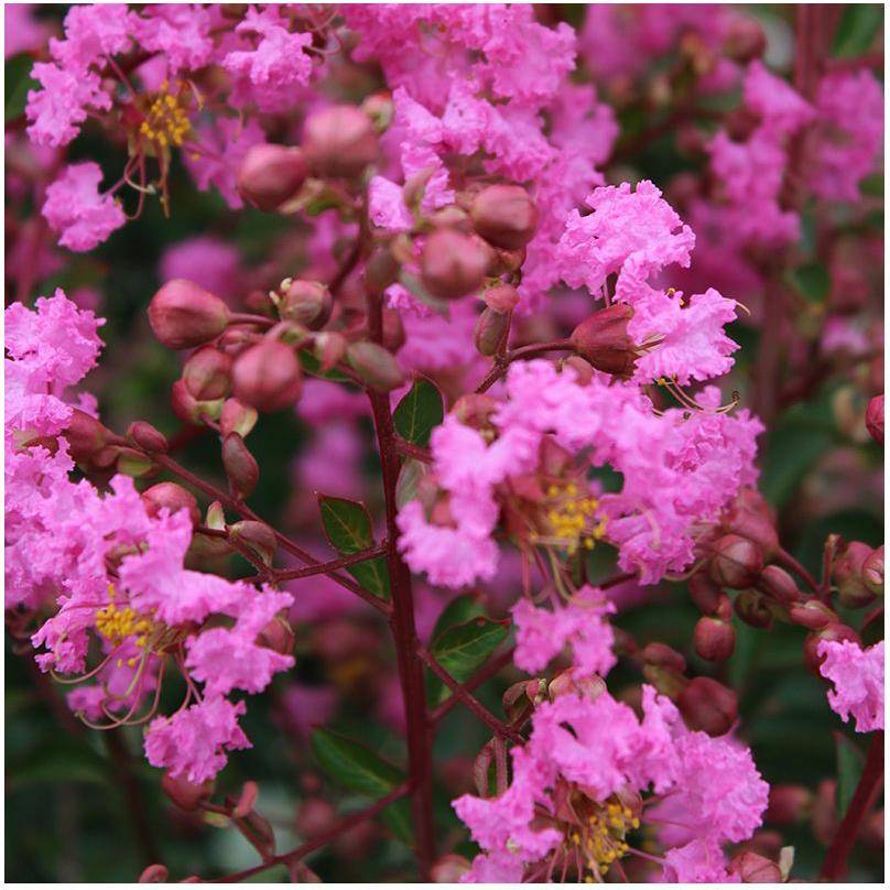 Lilas des Indes Jacqueline Desmartis® - Image 7