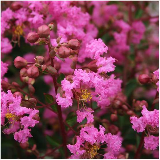 Lilas des Indes Jacqueline Desmartis® - Image 5