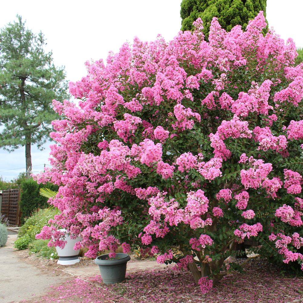 Lilas des Indes Jacqueline Desmartis® - Image 2