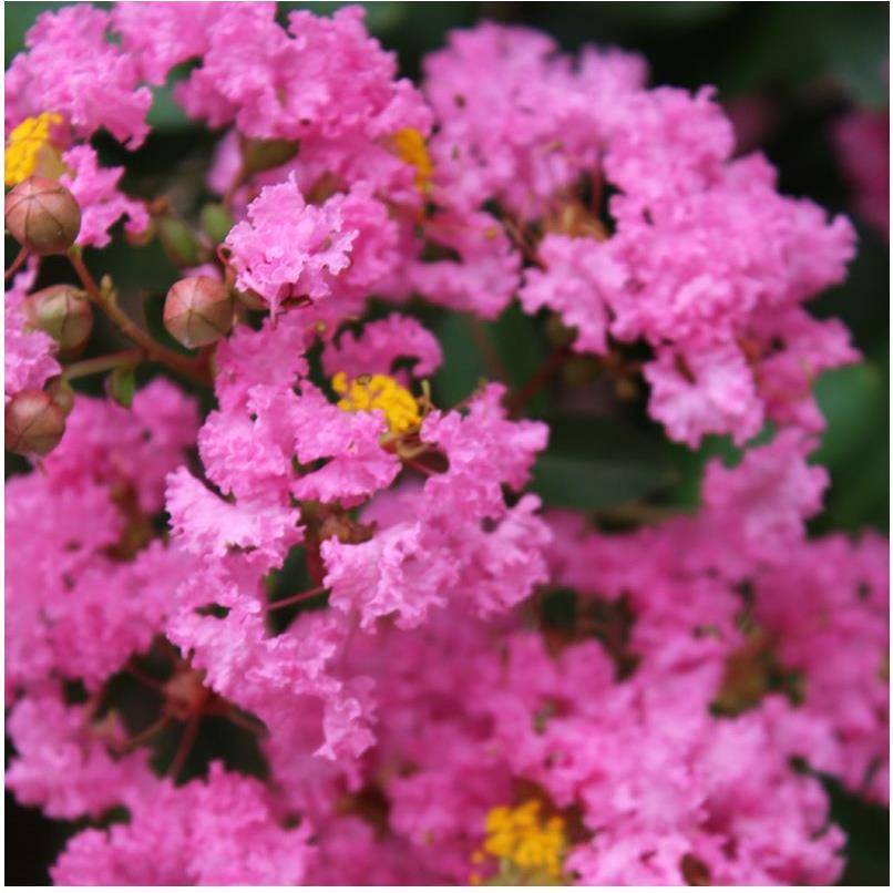 Lilas des Indes Jacqueline Desmartis® - Image 1