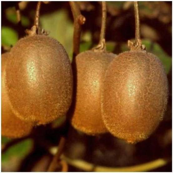 Kiwi mâle 'Tomuri'