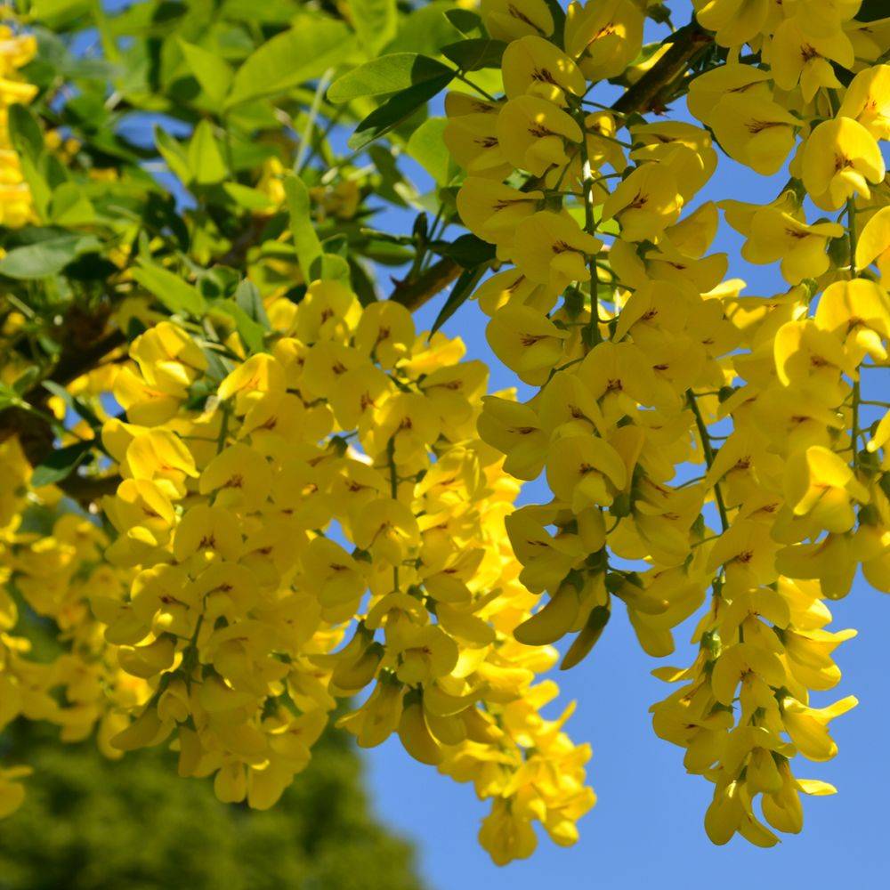 Cytise 'Vossii'
