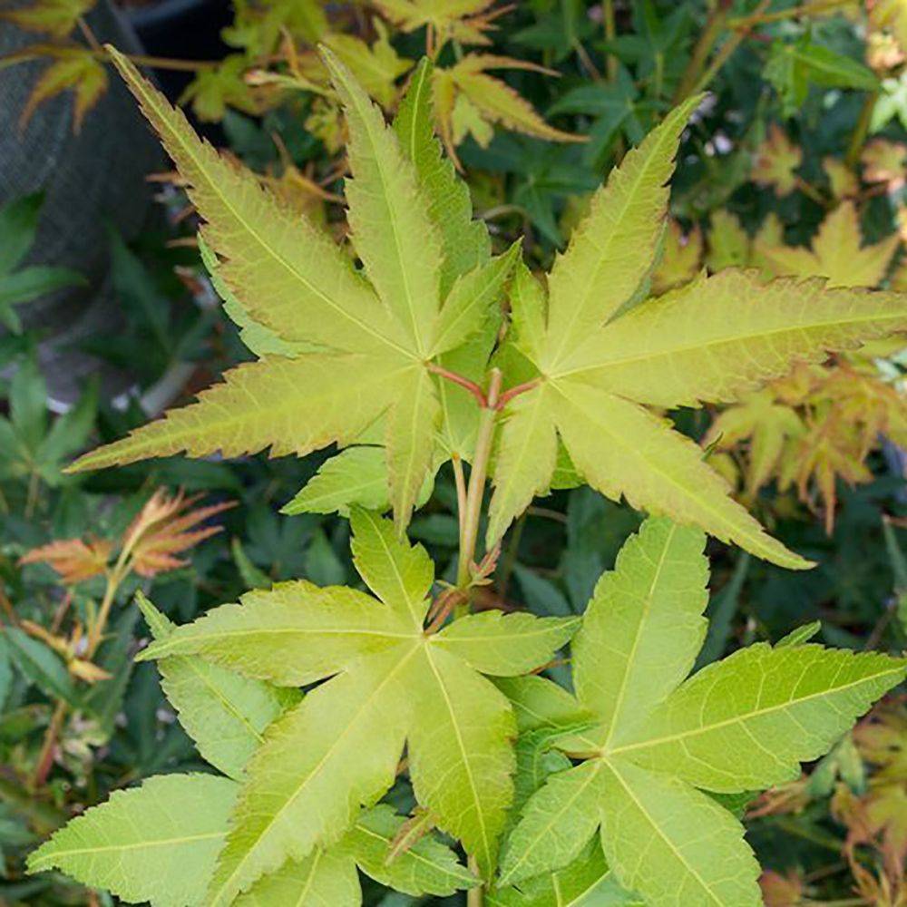 Erable du Japon doré - Acer palmatum 'Aureum'