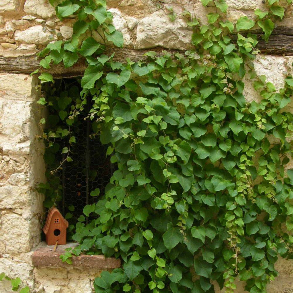 Vigne vierge du Japon 'Veitchii'