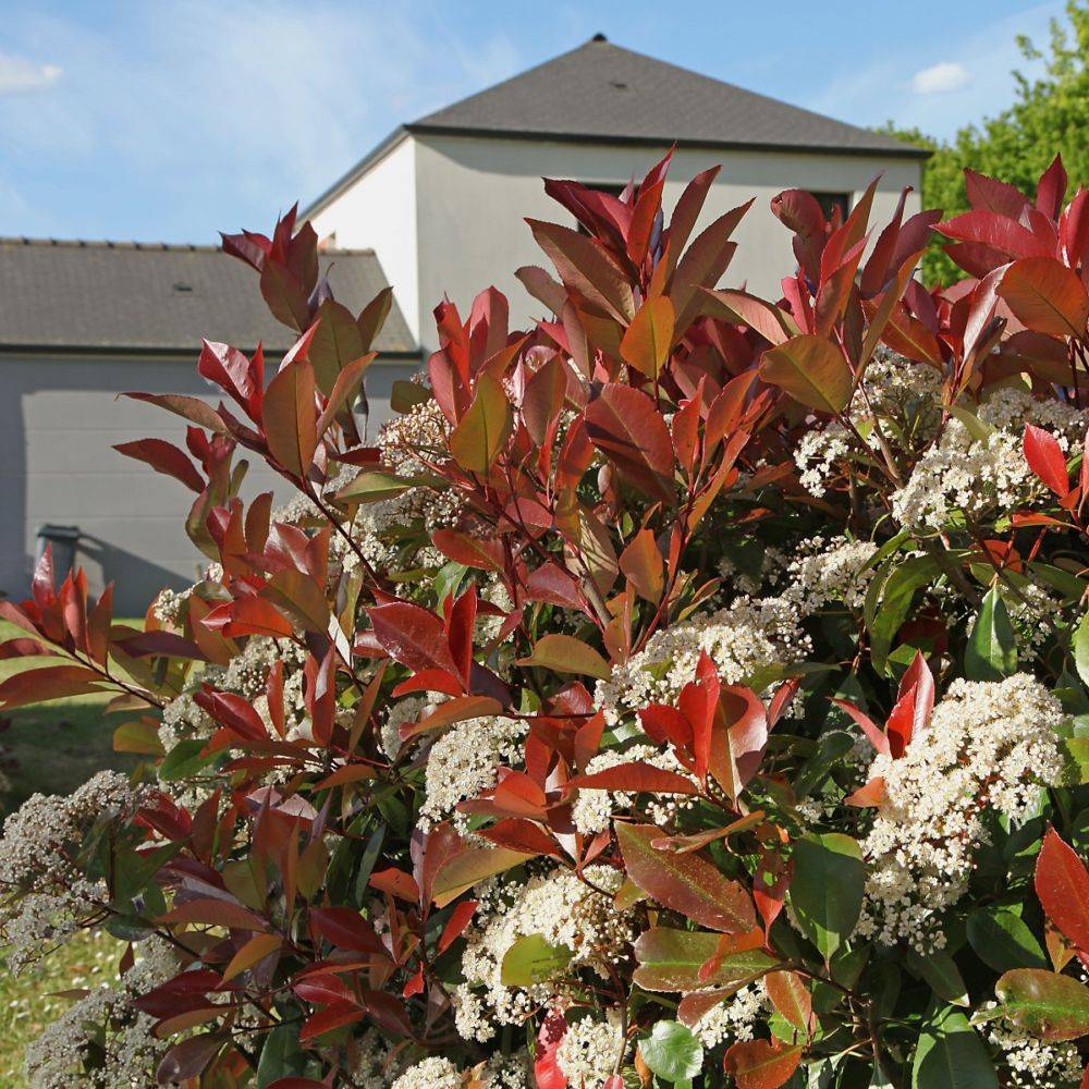 Photinia 'Red robin' - Image 2