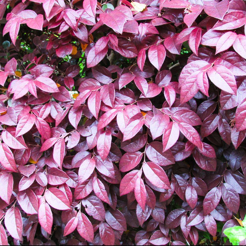 Loropetalum Pipa's Red - Image 1