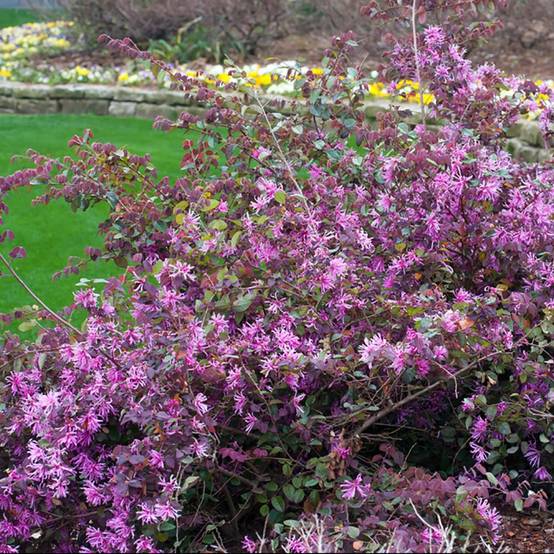 Loropetalum Pipa's Red - Image 3
