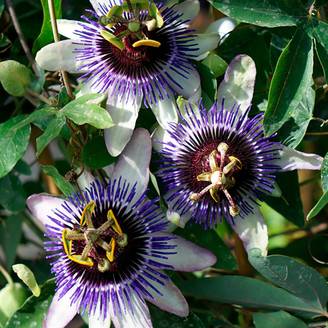 PASSIFLORA 'Damsel's Delight' hauteur de 90 à 125 cm en pot de 3 litres avec tuteur