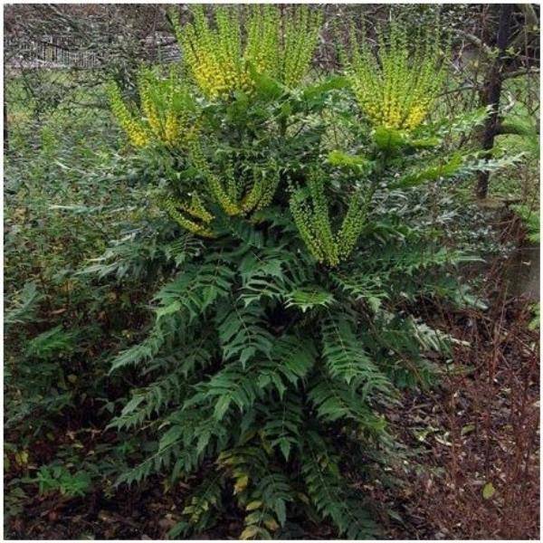 Mahonia fortunei 'Soft caress'