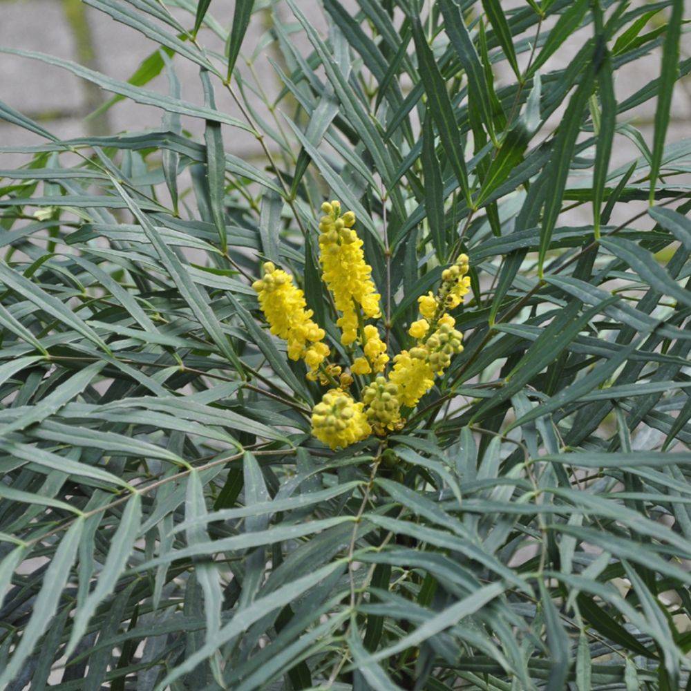 Mahonia sans épines Soft caress
