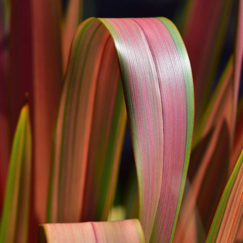 Phormium 'Jester' - Lin de Nouvelle-Zélande