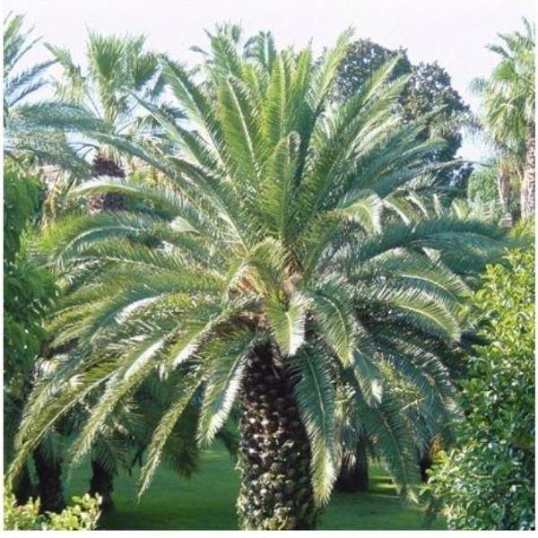 Phoenix des Canaries - Image 1