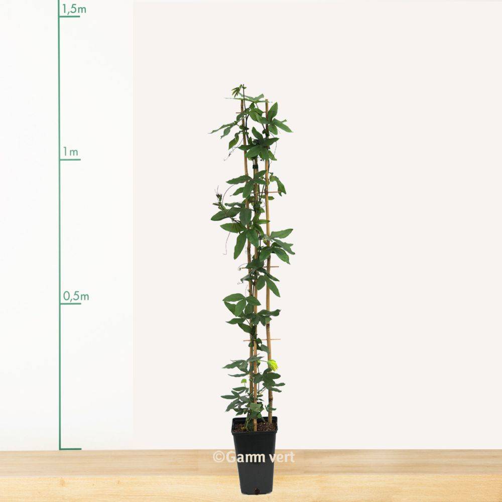 Passiflore Clear Sky® - Image 2