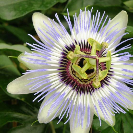 Passiflore Clear Sky® - Image 1