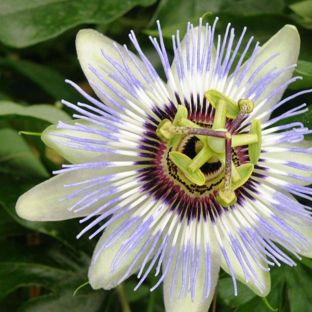 Passiflore Clear Sky® - Image 1