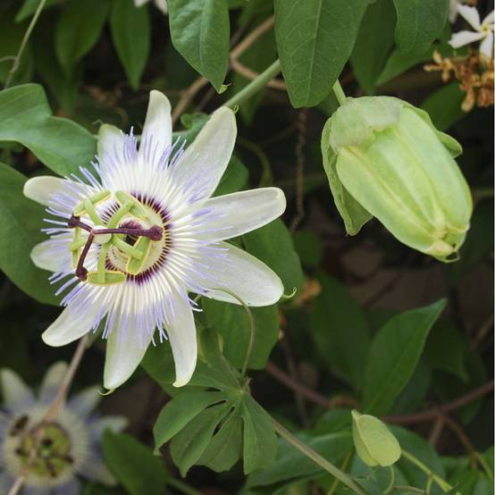 Passiflore Clear Sky® - Image 6