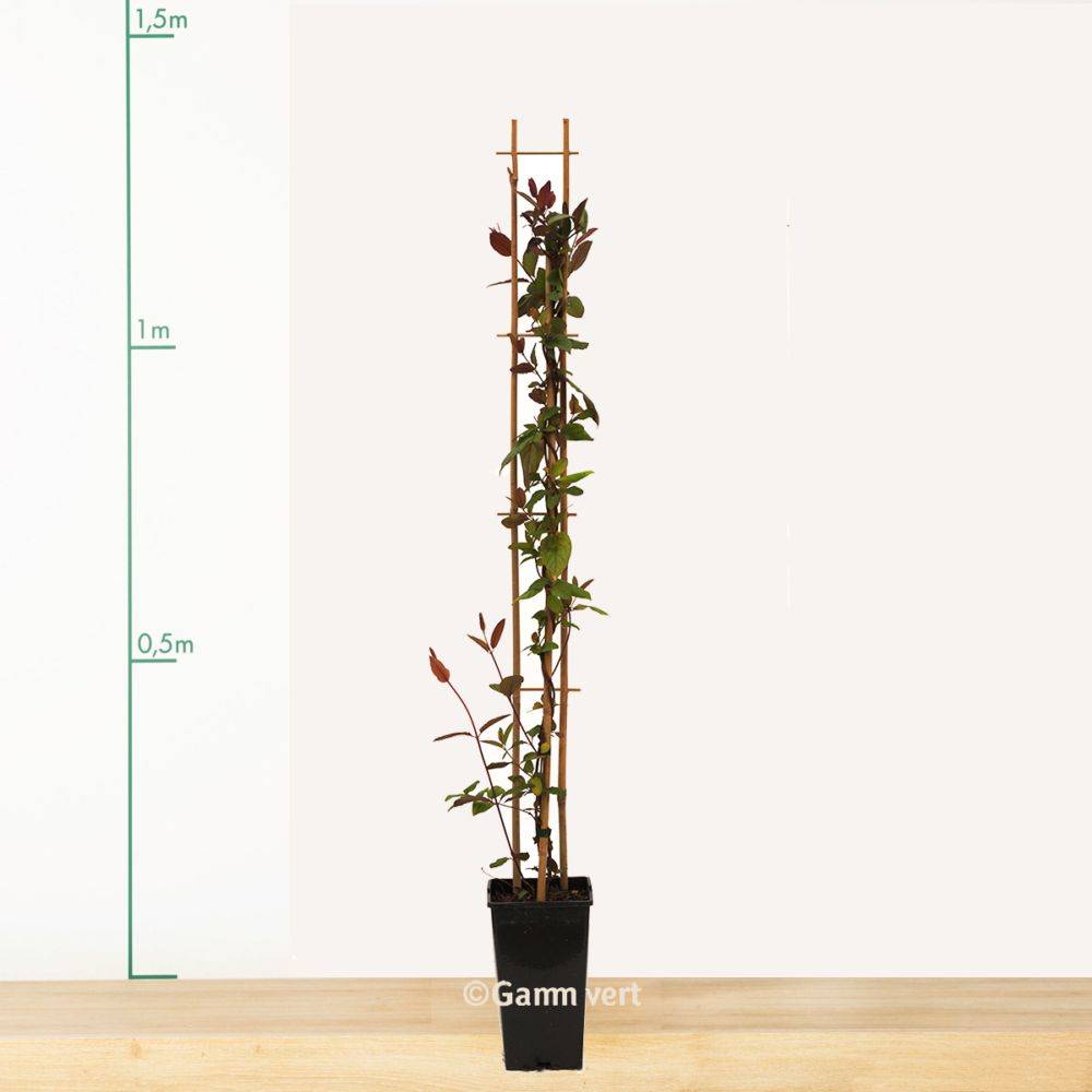 Chèvrefeuille sinensis - Image 1