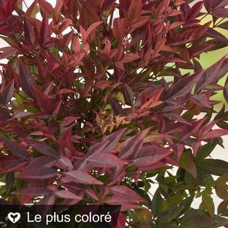 Bambou sacré - Nandina Gulf Stream