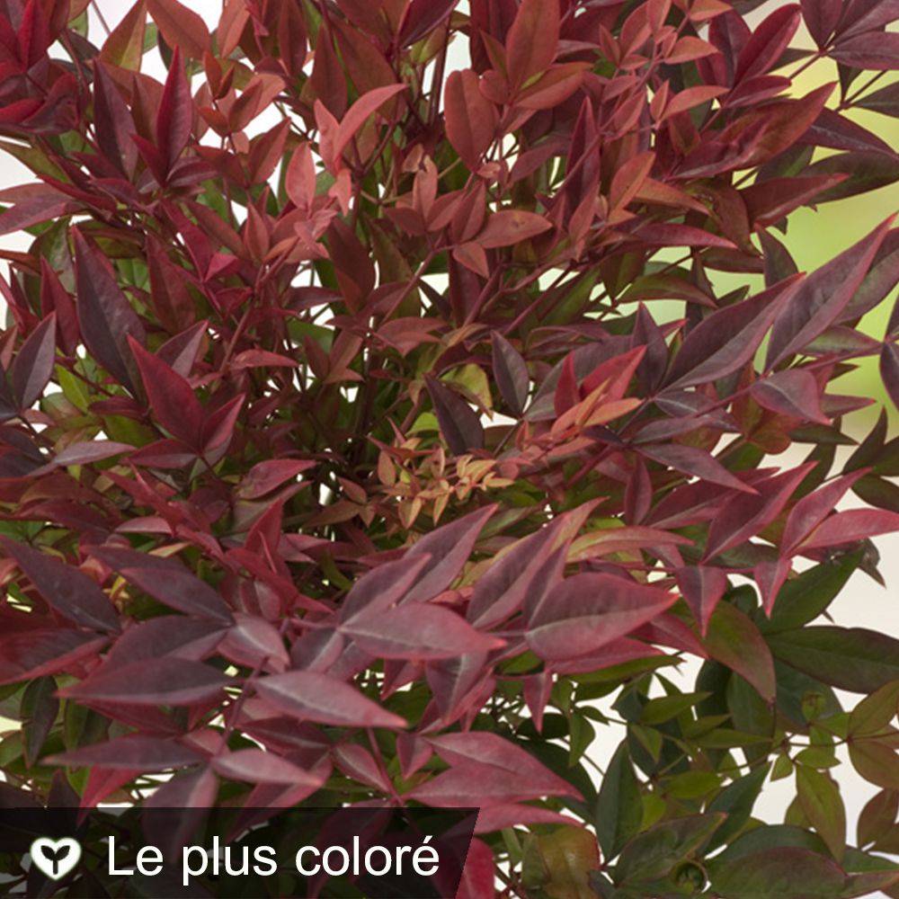 Bambou sacré - Nandina Gulf Stream