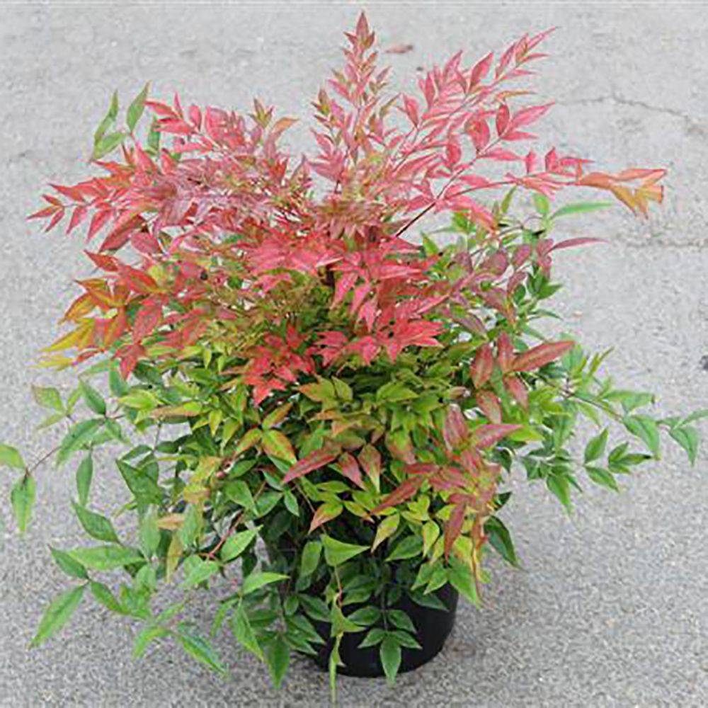 Bambou sacré - Nandina Gulf Stream - Image 5
