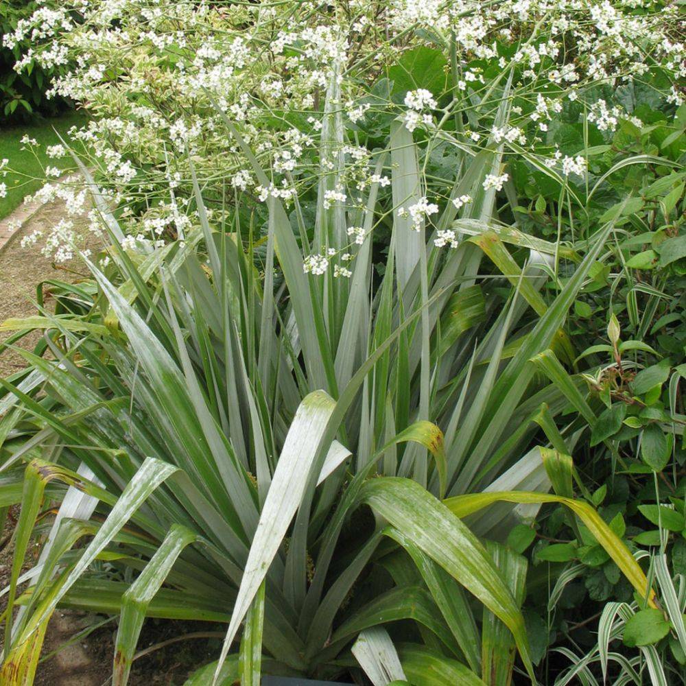 Astelia 'Silver Spear' - Image 2
