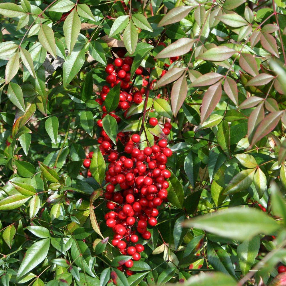 Bambou sacré - Nandina domestica - Image 2