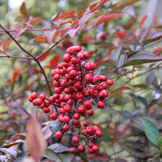 Bambou sacré - Nandina domestica - Image 1
