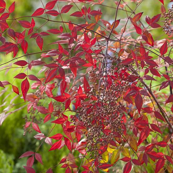 Bambou sacré - Nandina domestica - Image 4