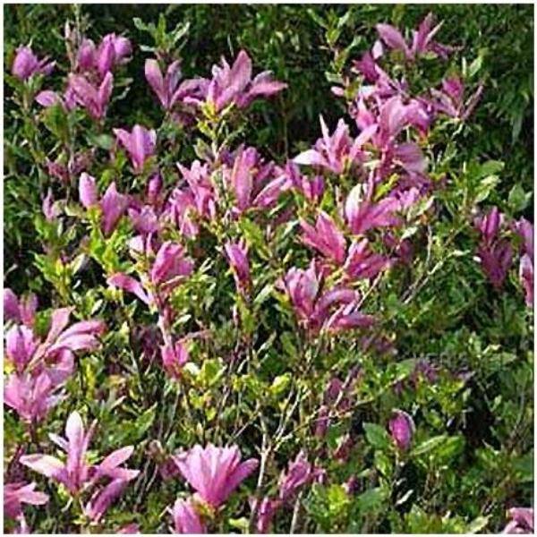 Magnolia 'Susan'