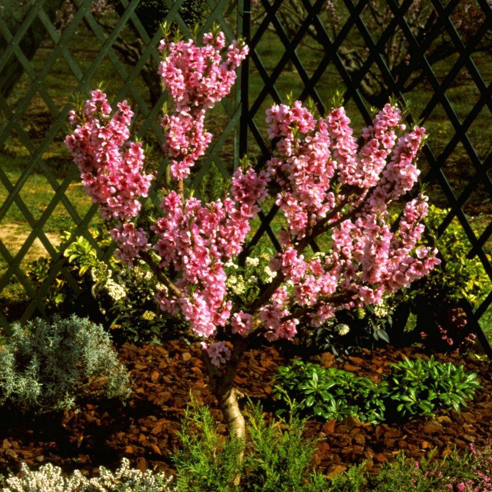 Nectarinier nain 'Rubis®' - Image 2