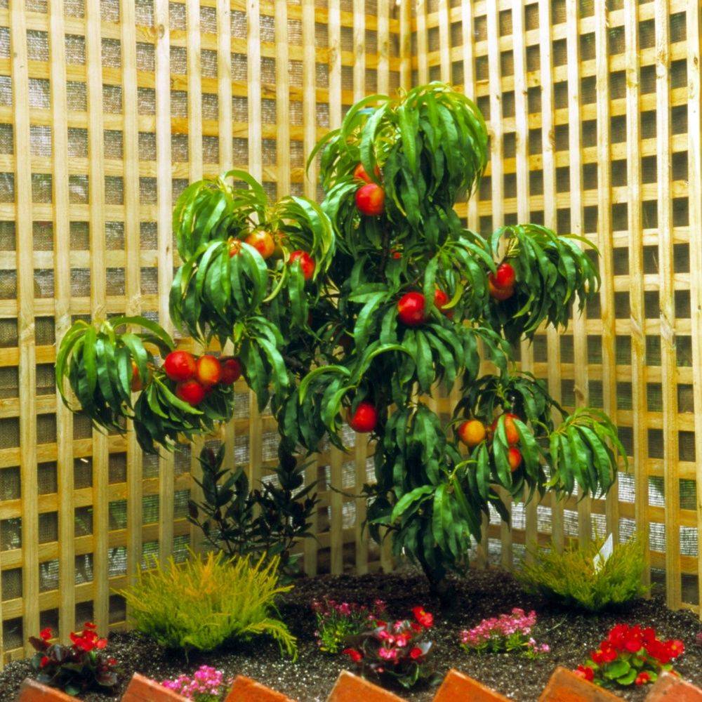 Nectarinier nain 'Rubis®' - Image 1