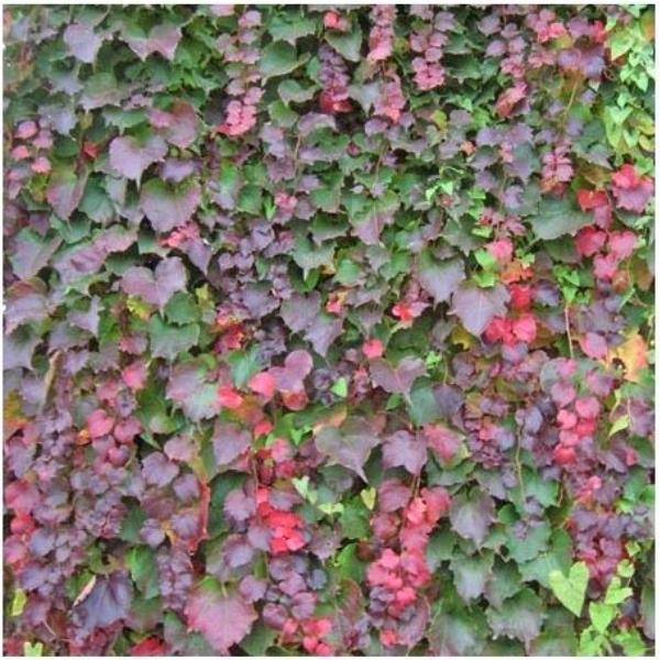 Vigne vierge Robusta