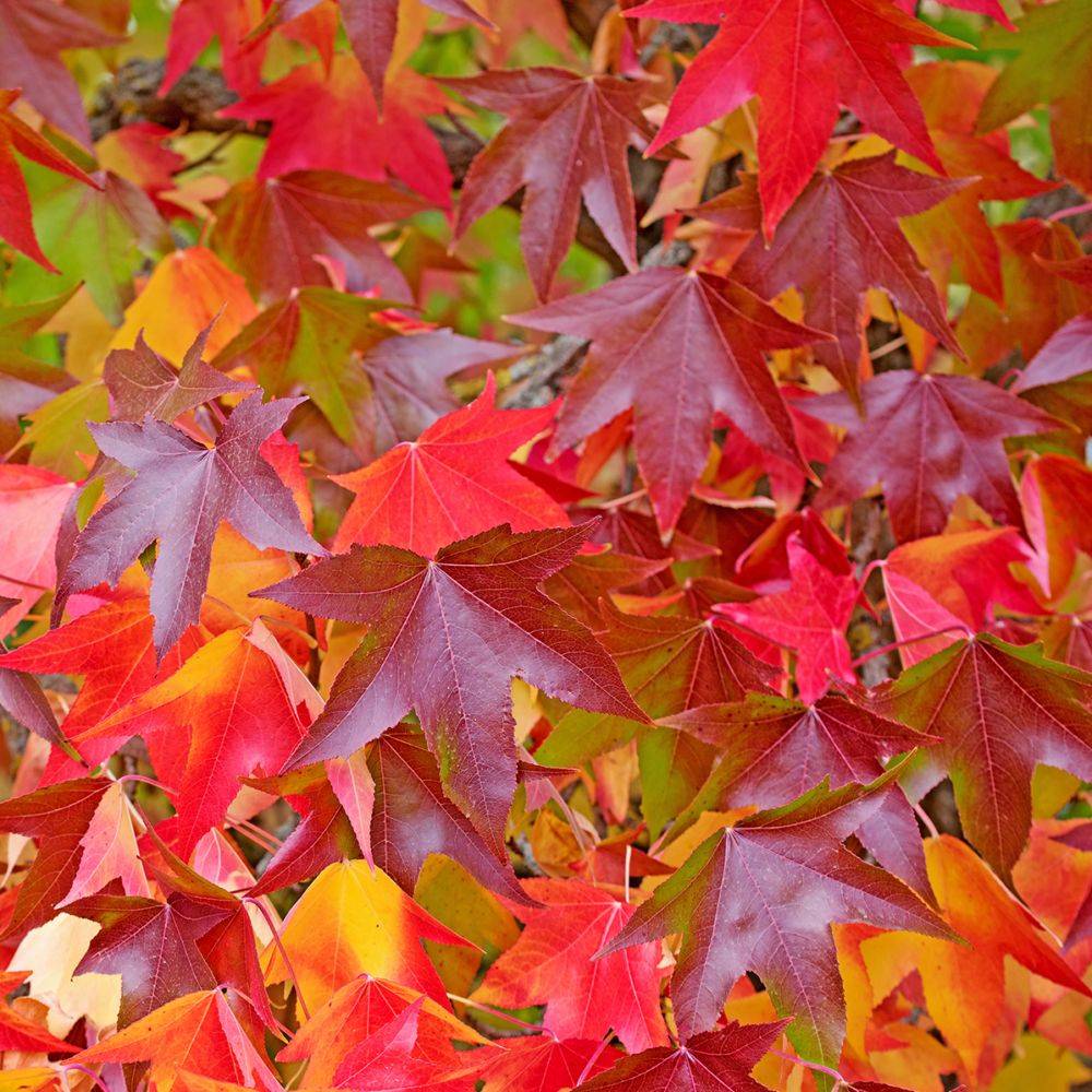 Liquidambar - Copalme d'Amérique ramifié - Image 1