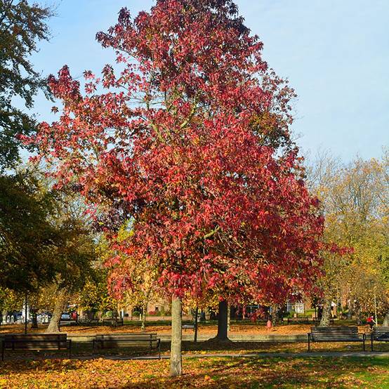 Liquidambar - Copalme d'Amérique ramifié - Image 2