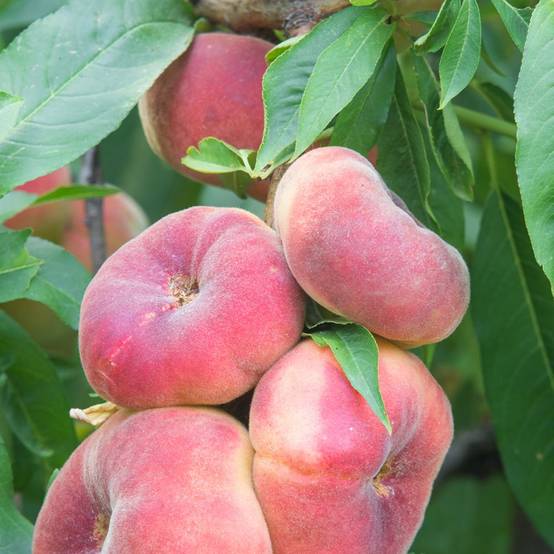 Pêcher de balcon à fruit plats 'Peach Me Donut' - Fruit Me® - Image 2
